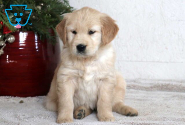 Mindy Golden image