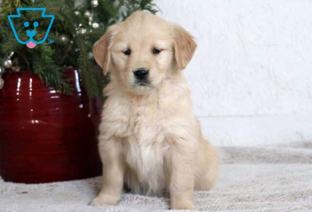 Mylie Golden image