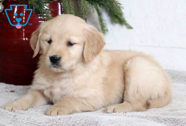 Mylie Golden2 image