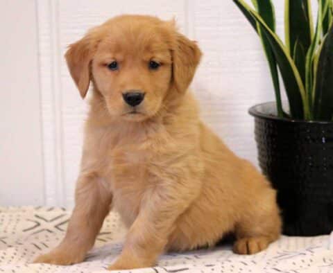 Nala Golden