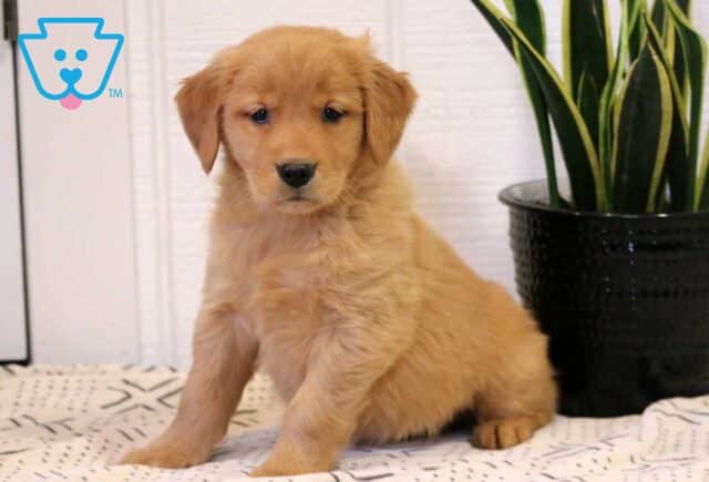 Nala Golden image