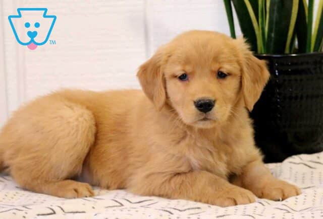 Nala Golden2 image