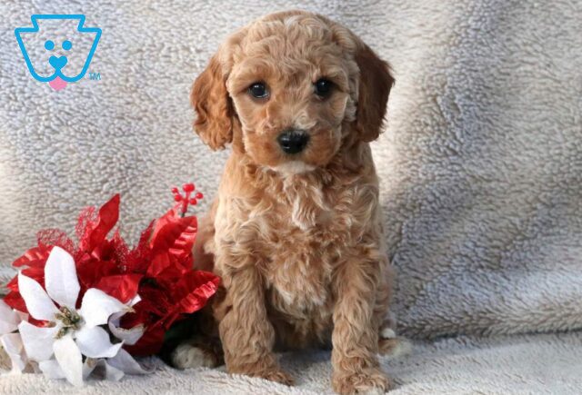 Nala Mini Goldendoodle image