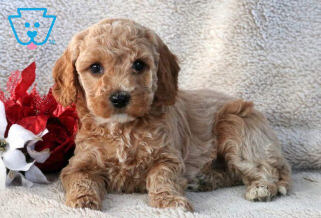 Nala Mini Goldendoodle2 image