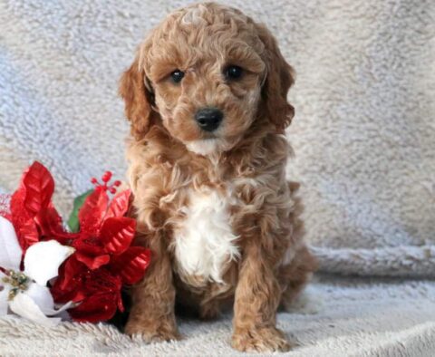 Nash Mini Goldendoodle