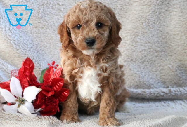 Nash Mini Goldendoodle image