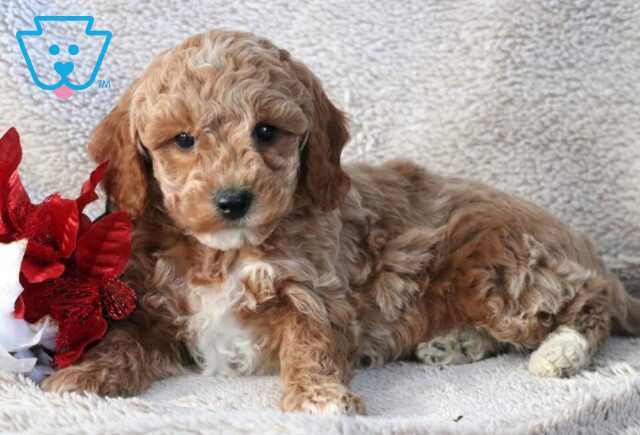 Nash Mini Goldendoodle2 image
