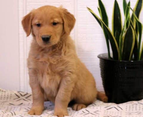 Nashville Golden