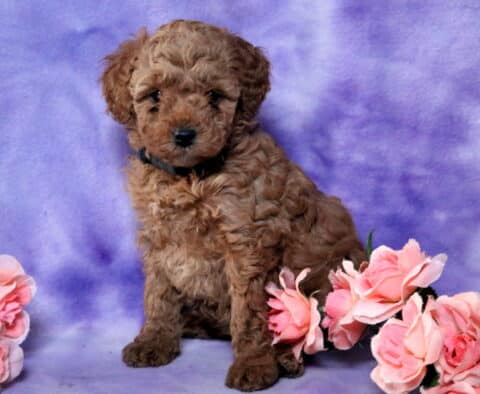 Natasha Mini Poodle