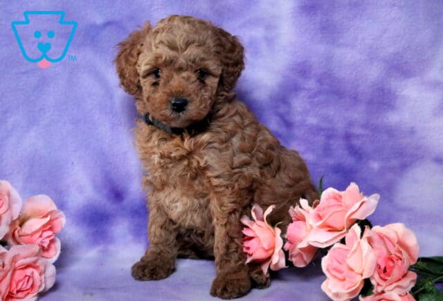 Natasha Mini Poodle image