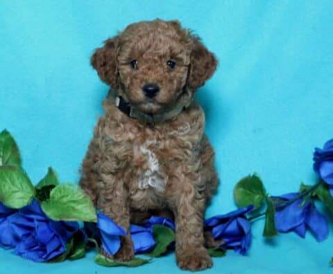 Nathan Mini Poodle