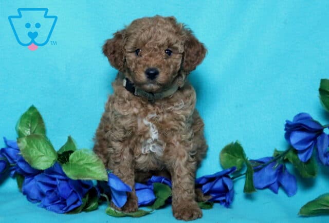Nathan Mini Poodle image