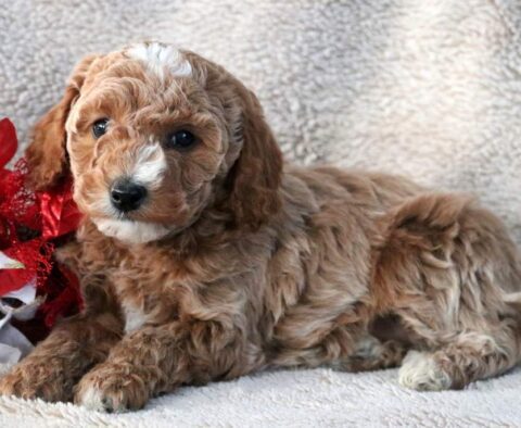 Navy Mini Goldendoodle