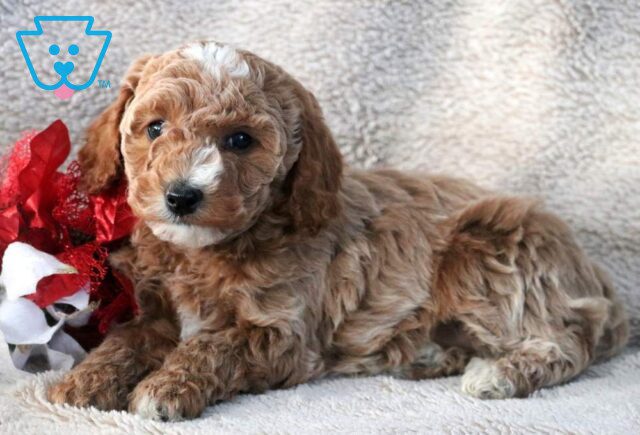 Navy Mini Goldendoodle image