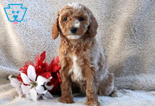 Navy Mini Goldendoodle2 image