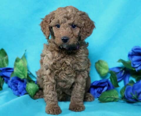 Ned Mini Poodle