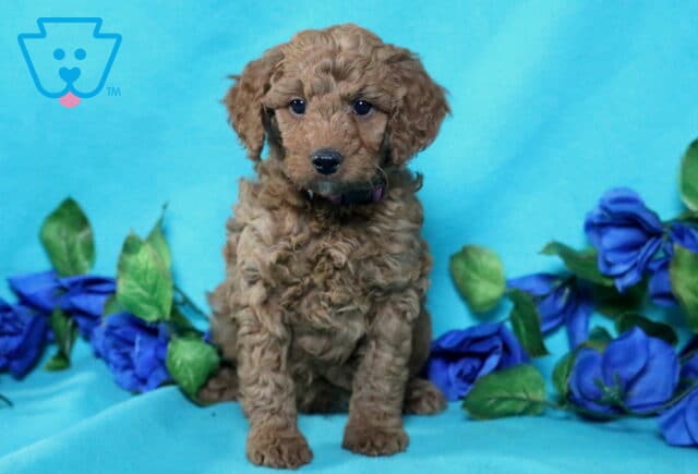 Ned Mini Poodle image