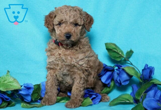Nelson Mini Poodle image