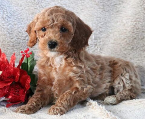 Nikki Mini Goldendoodle