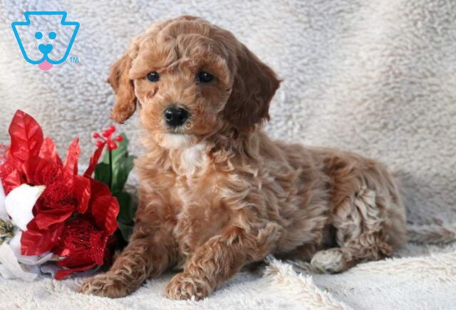 Nikki Mini Goldendoodle image