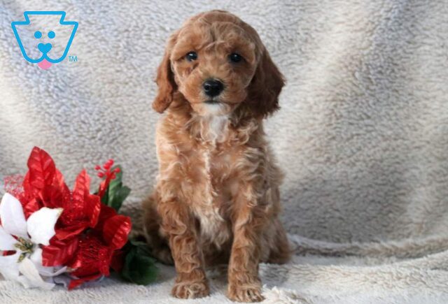 Nikki Mini Goldendoodle2 image