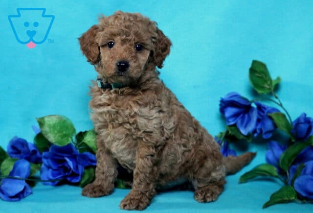 Noah Mini Poodle image