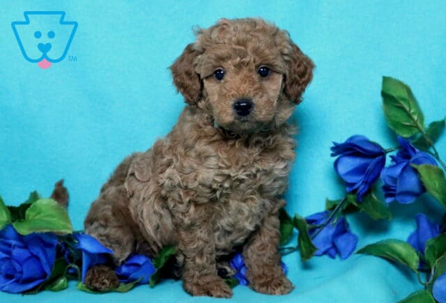 Noah Mini Poodle2 image