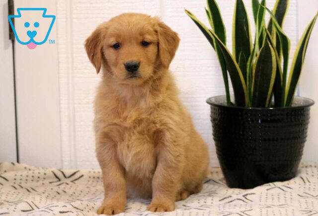 Nori Golden image