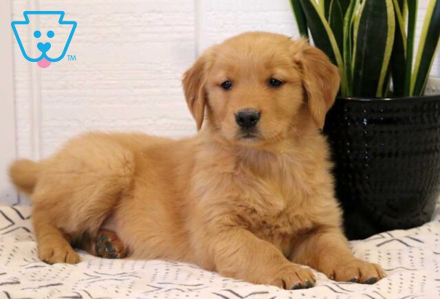 Nori Golden2 image