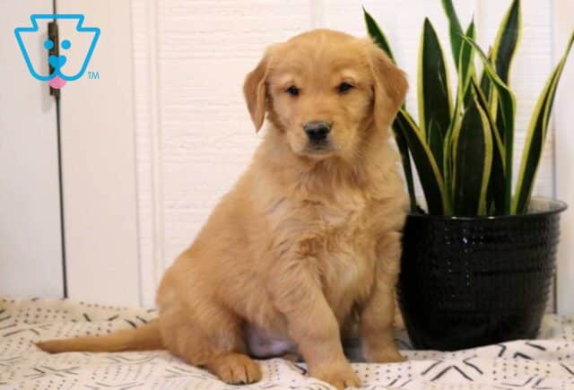Noris Golden image