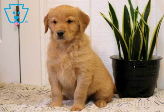 Noris Golden2 image
