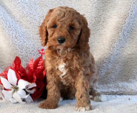 Noris Mini Goldendoodle