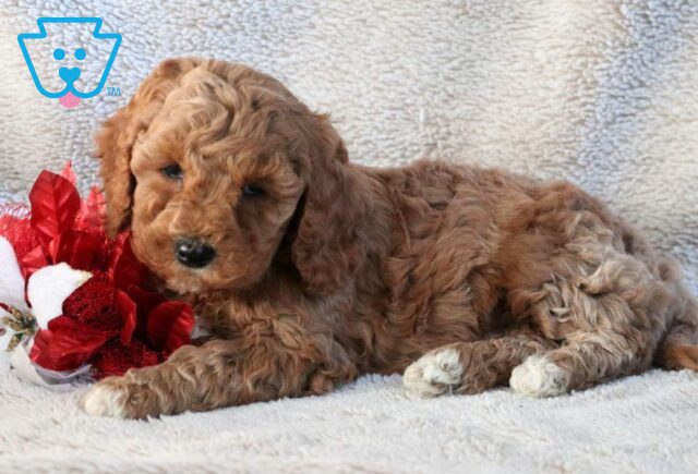 Noris Mini Goldendoodle2 image