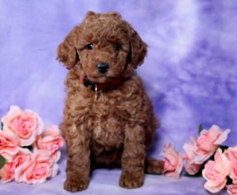 Norma Mini Poodle