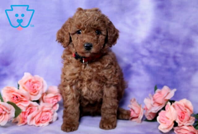 Norma Mini Poodle image