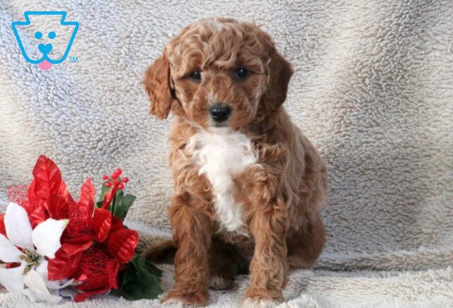 Nova Mini Goldendoodle2 image