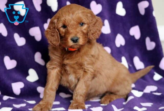 Odie Goldendoodle image