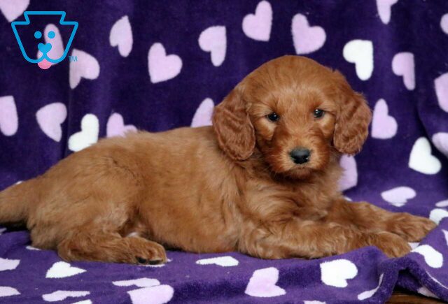 Odie Goldendoodle2 image