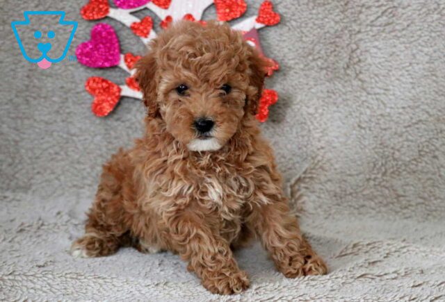 Olivia Cavapoo2 image