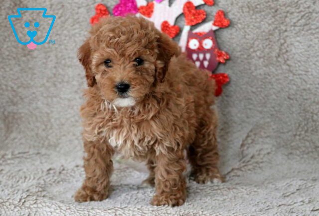 Olivia Mini Poodle image