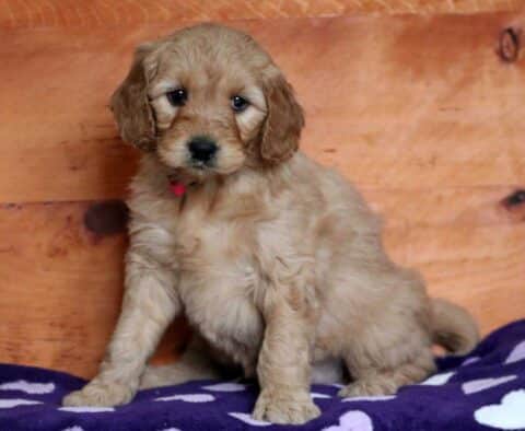 Onida Goldendoodle