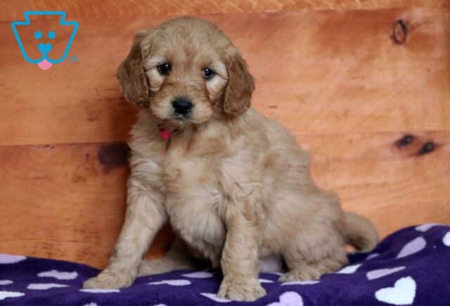 Onida Goldendoodle image