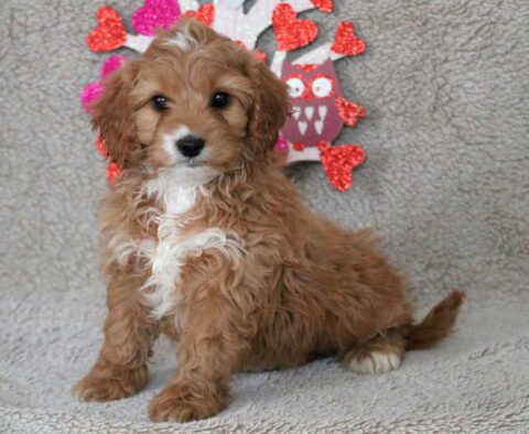 Opal Cavapoo2