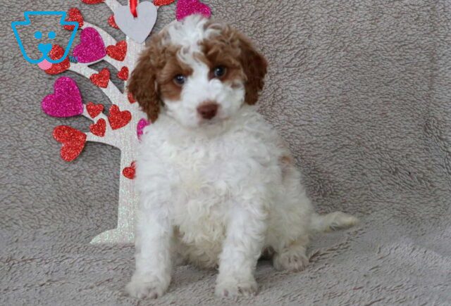 Ora Cavapoo image