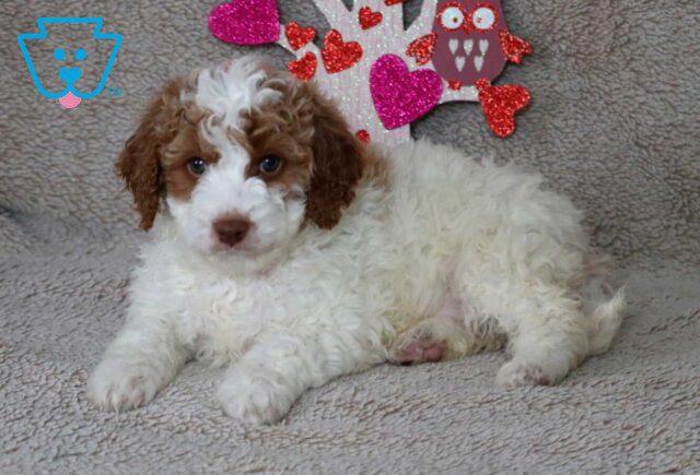 Ora Cavapoo2 image
