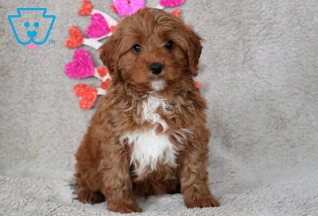 Orlando Cavapoo image