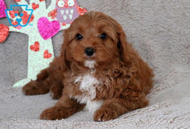 Orlando Cavapoo2 image