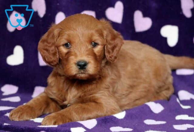 Otis Goldendoodle image