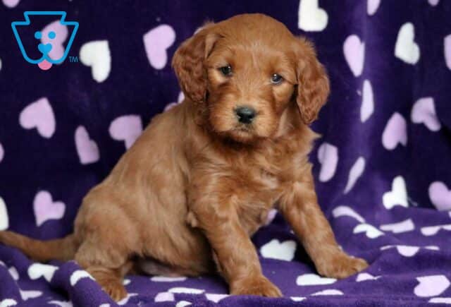Otis Goldendoodle2 image