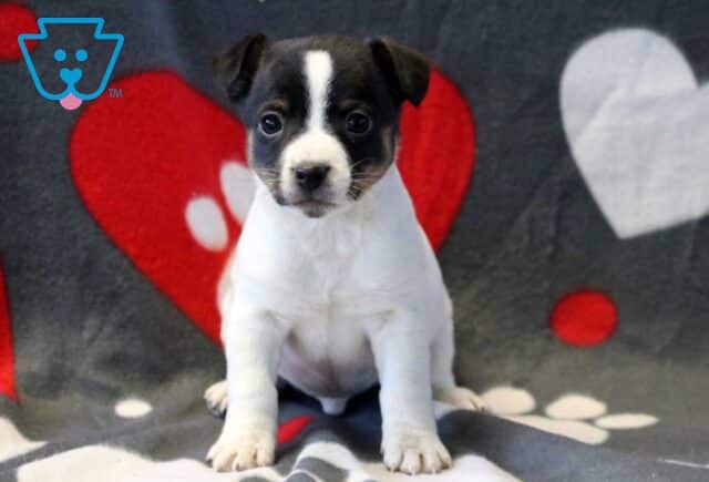 Panther Jack Russell image
